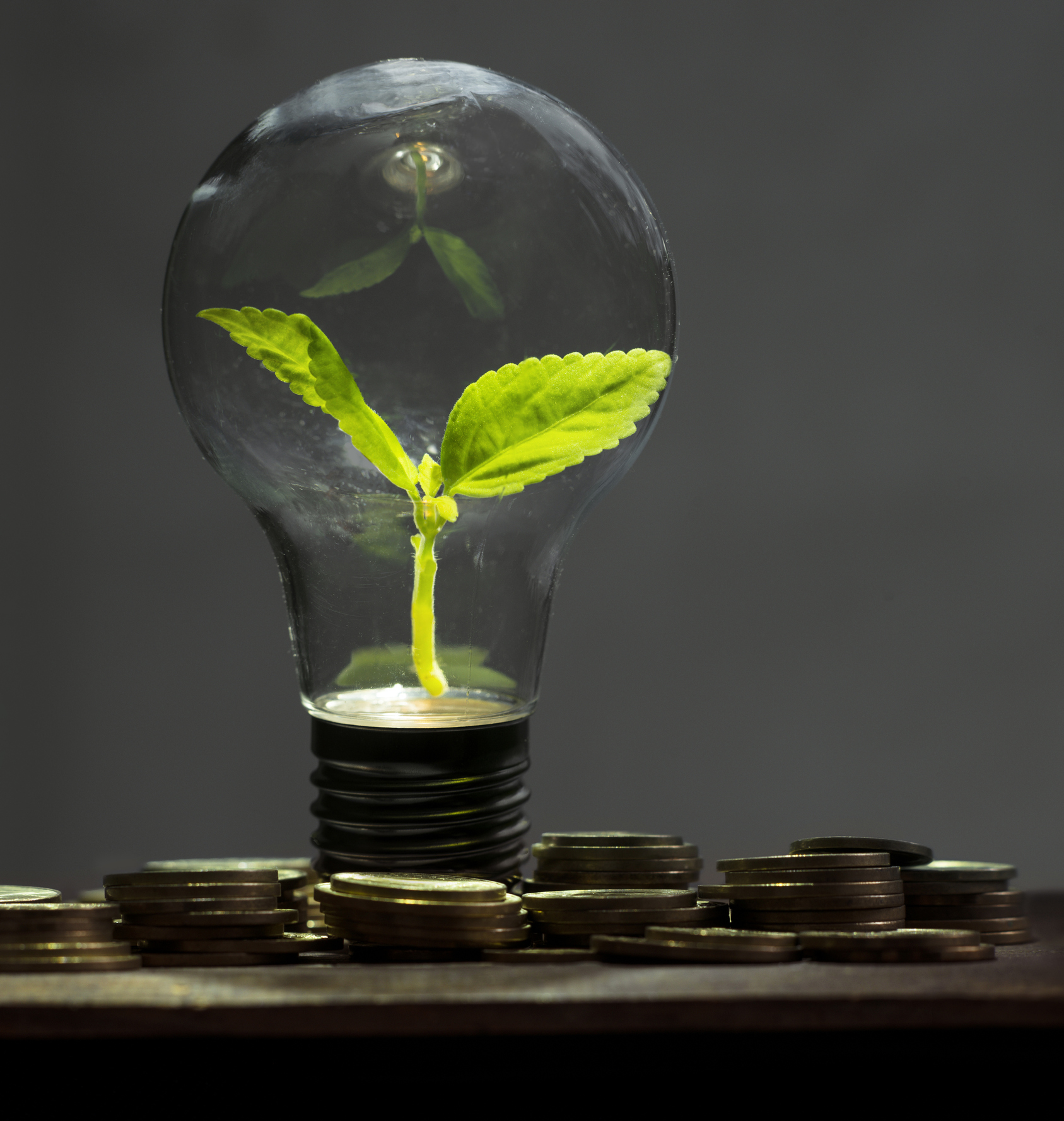 Investment Consultancy